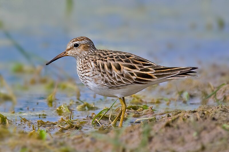Pectoral Sandpiper (Calidris melanotos) photo