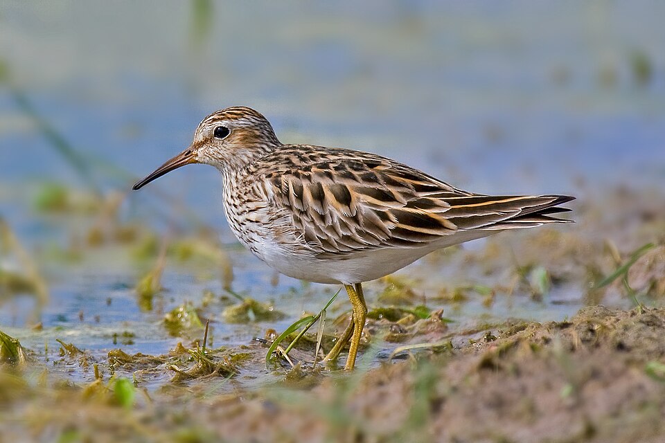 Pectoral Sandpiper (Calidris melanotos)