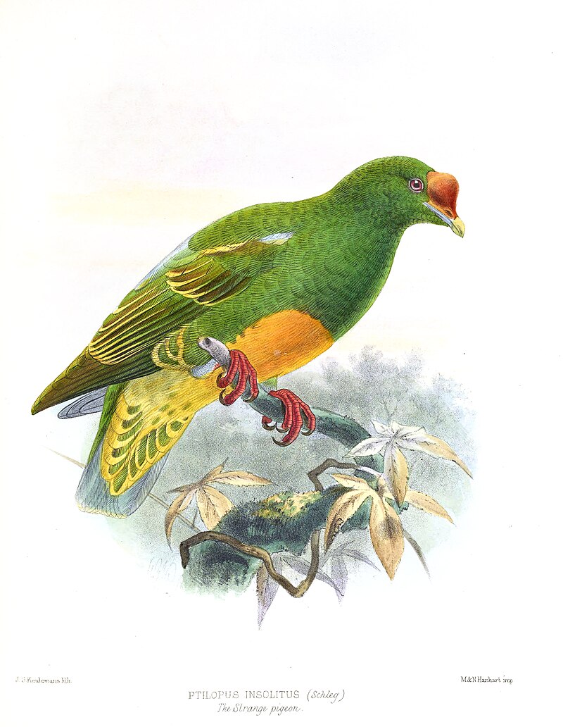 Knob-billed Fruit-Dove (Ptilinopus insolitus) photo