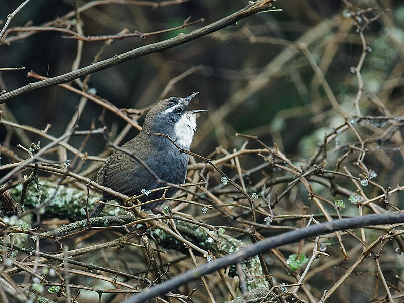 White-browed Tapaculo (Scytalopus superciliaris) photo
