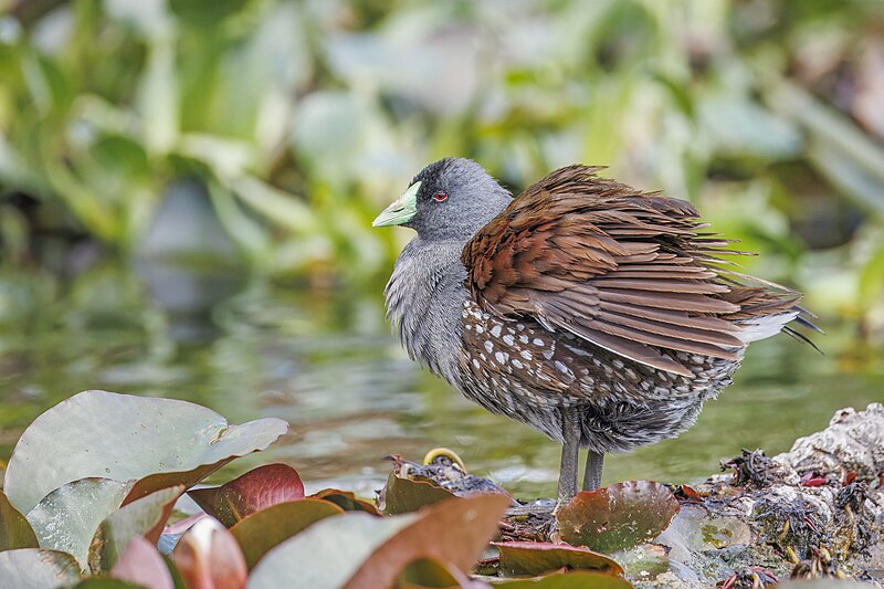 Spot-flanked Gallinule (Porphyriops melanops) photo