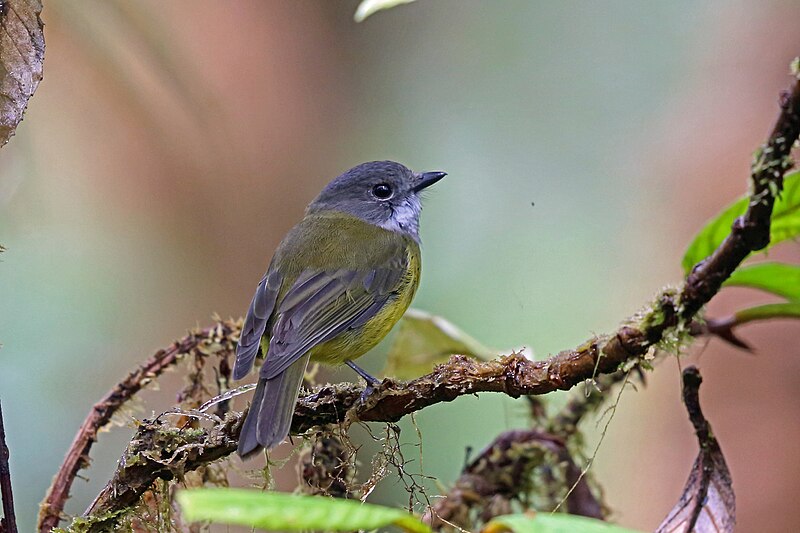Vogelkop Whistler (Pachycephala meyeri) photo