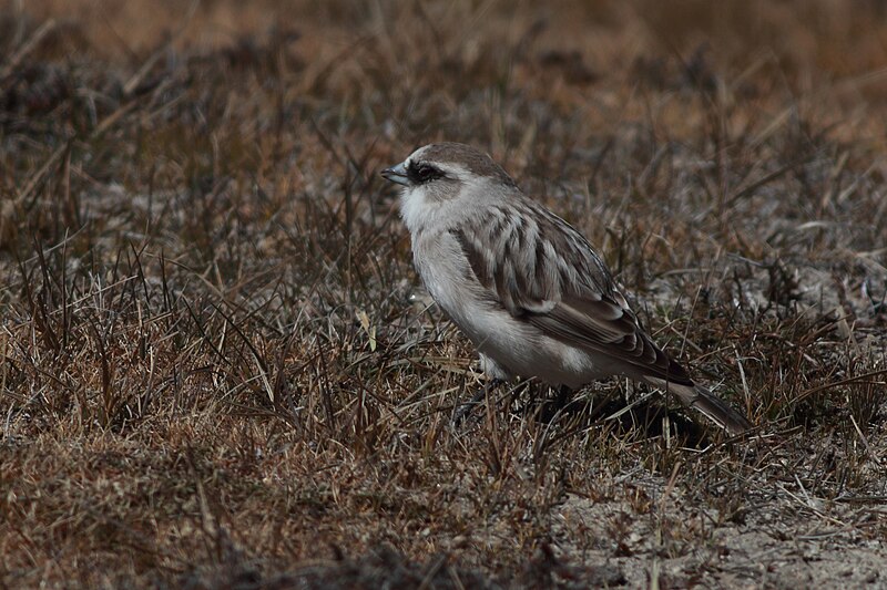 White-rumped Snowfinch (Onychostruthus taczanowskii) photo