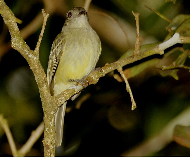 Yellow-crowned Elaenia (Myiopagis flavivertex) photo