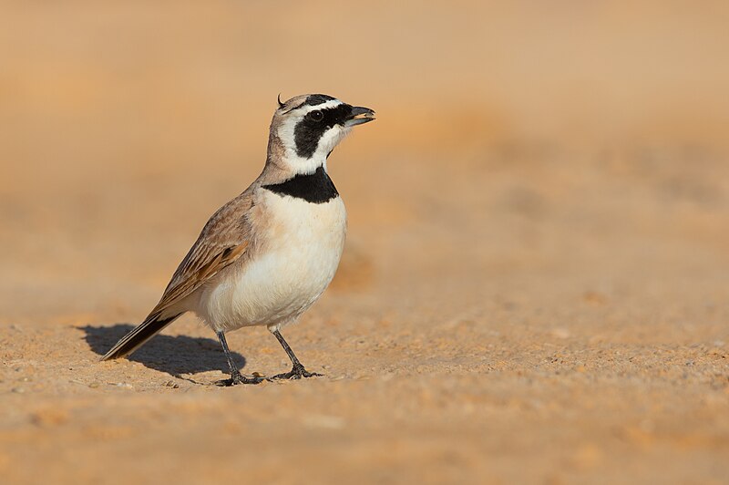 Temminck's Lark (Eremophila bilopha) photo