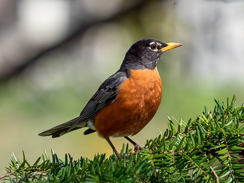American Robin (Turdus migratorius) photo