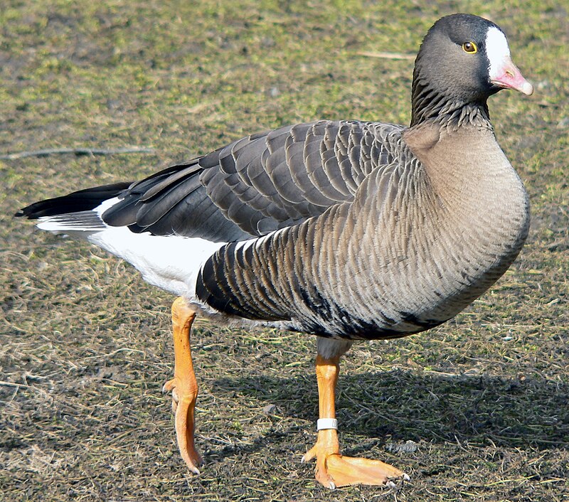 Lesser White-fronted Goose (Anser erythropus) photo