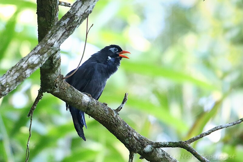 Black Laughingthrush (Melanocichla lugubris) photo
