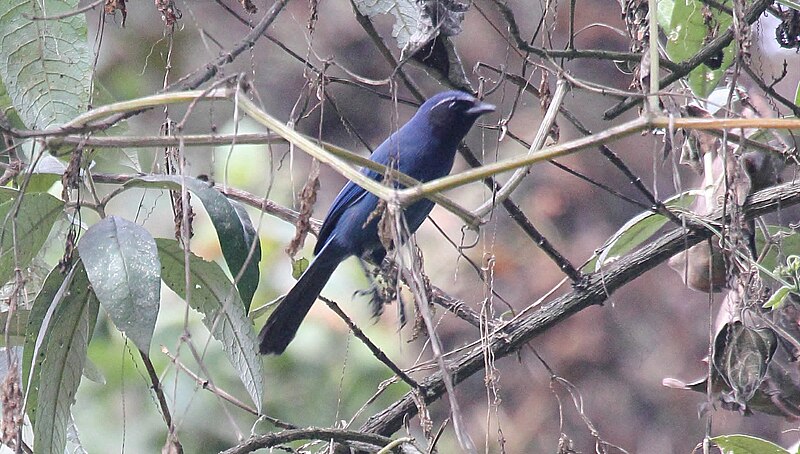Black-throated Jay (Cyanolyca pumilo) photo