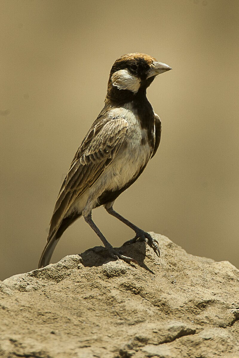 Fischer's Sparrow-Lark (Eremopterix leucopareia) photo