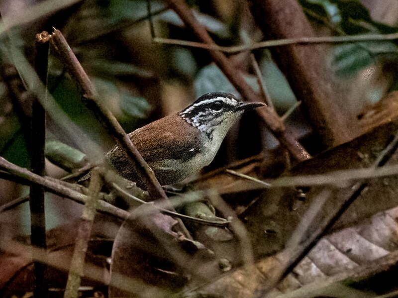 White-breasted Wood-Wren (Henicorhina leucosticta) photo