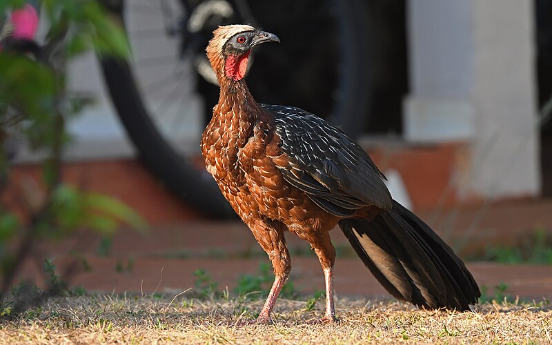 White-crested Guan (Penelope pileata) photo