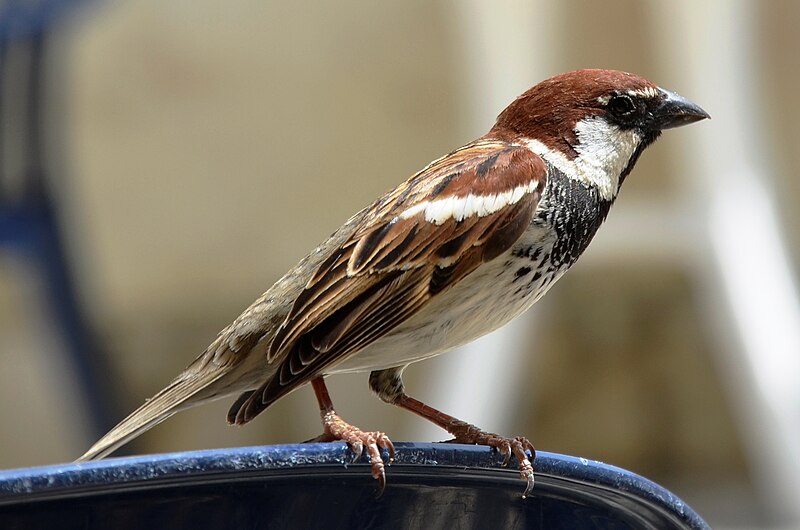 Italian Sparrow (Passer italiae) photo