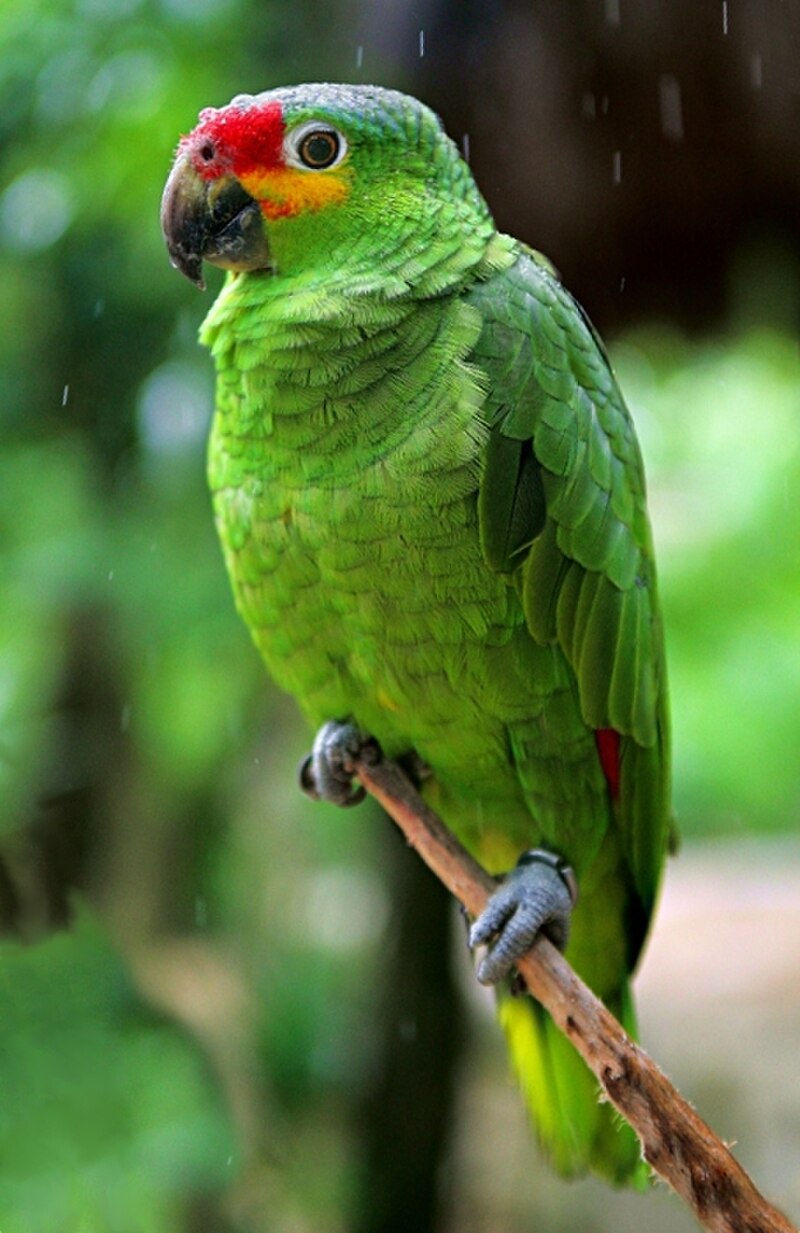 Red-lored Amazon (Amazona autumnalis) photo