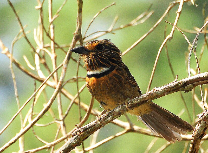 Crescent-chested Puffbird (Malacoptila striata) photo