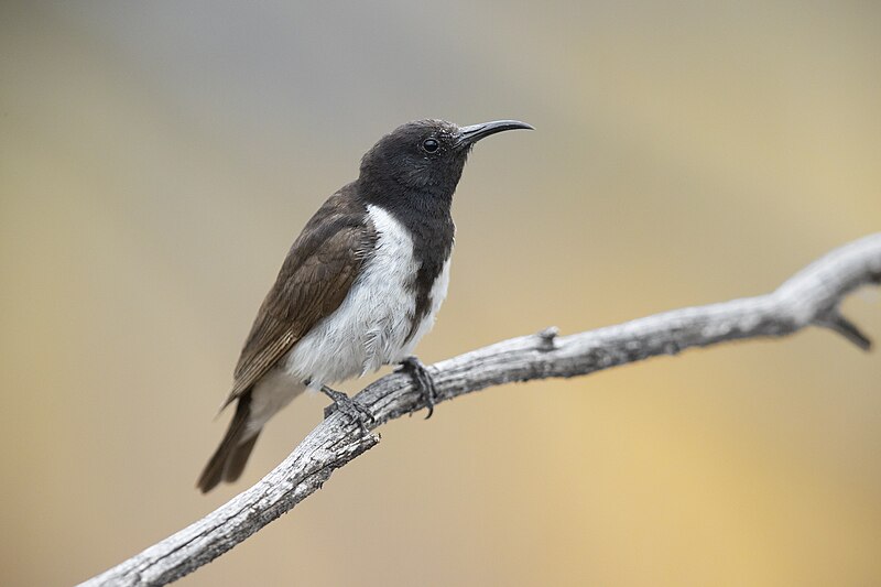 Black Honeyeater (Sugomel nigrum) photo