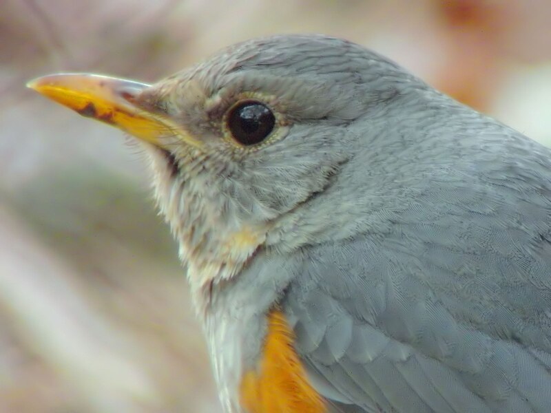 Gray-backed Thrush (Turdus hortulorum) photo