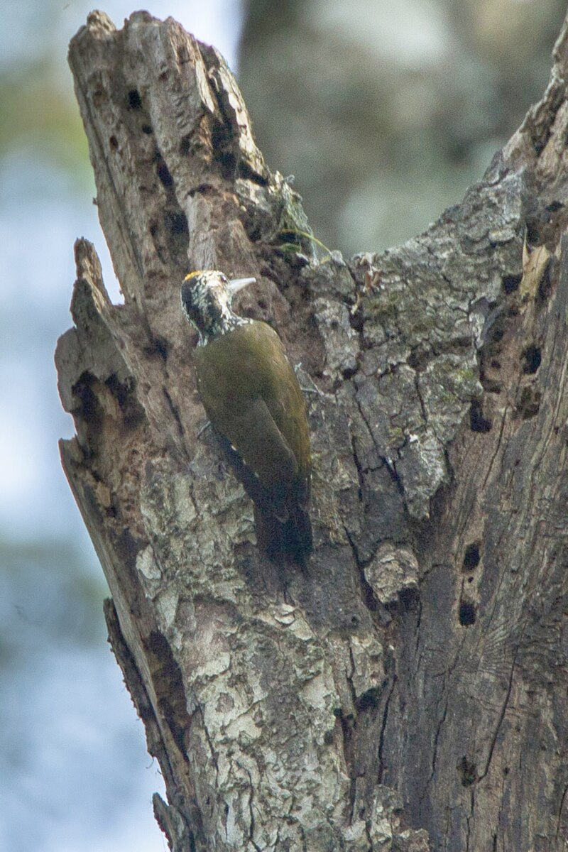 Golden-crowned Woodpecker (Chloropicus xantholophus) photo