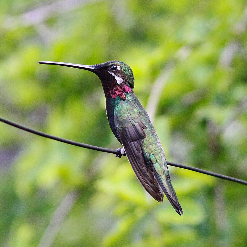 Stripe-breasted Starthroat (Heliomaster squamosus) photo