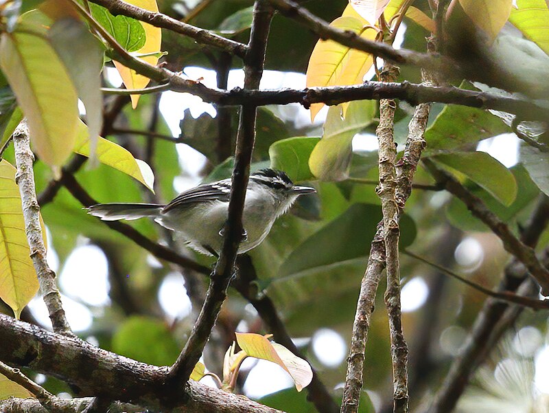 Creamy-bellied Antwren (Herpsilochmus motacilloides) photo