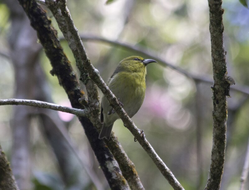 Kauai Amakihi (Chlorodrepanis stejnegeri) photo