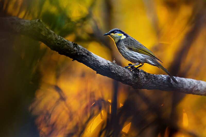 Mangrove Honeyeater (Gavicalis fasciogularis) photo