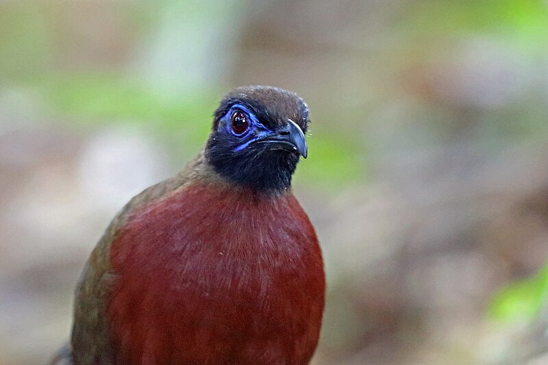Red-breasted Coua (Coua serriana) photo