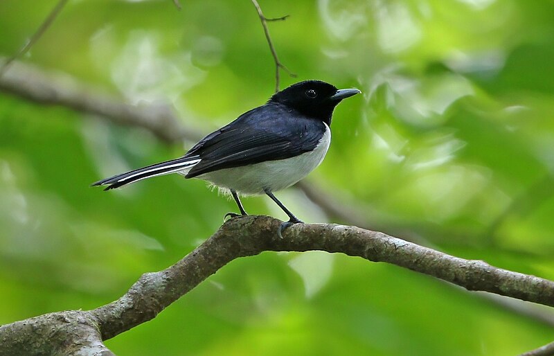 Kai Monarch (Symposiachrus leucurus) photo