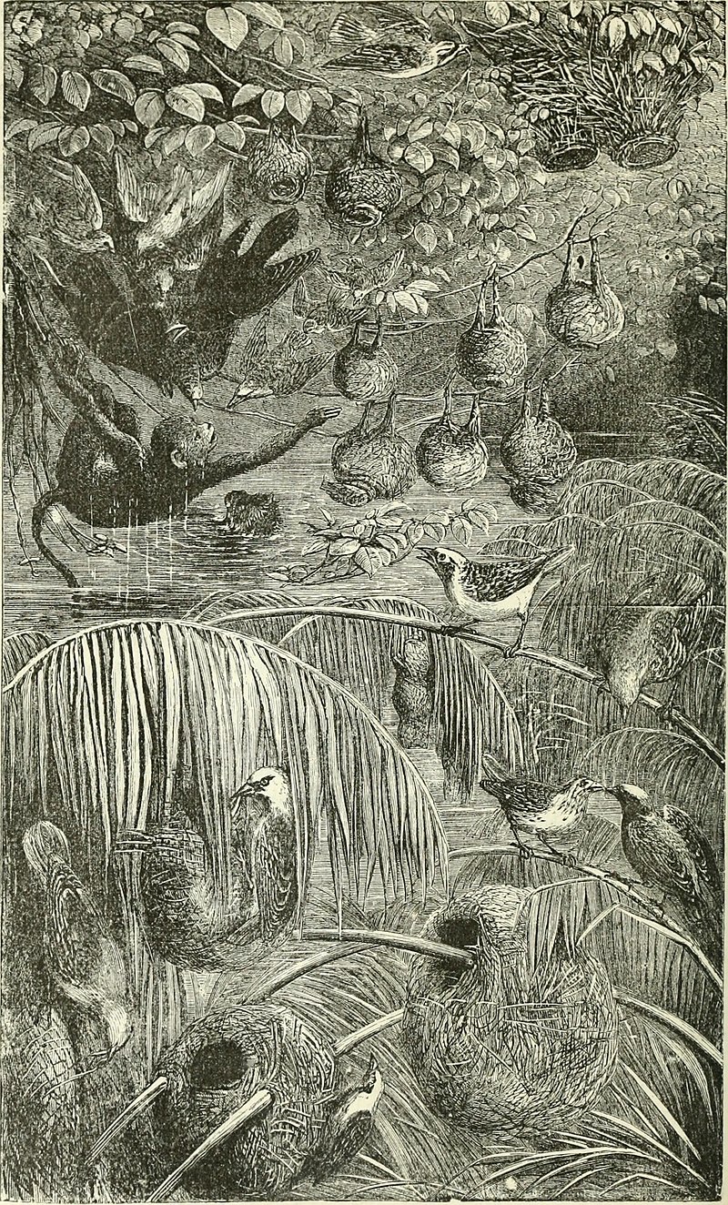 Yellow-capped Weaver (Ploceus dorsomaculatus) photo