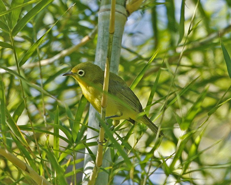 Lemon-bellied White-eye (Zosterops chloris) photo