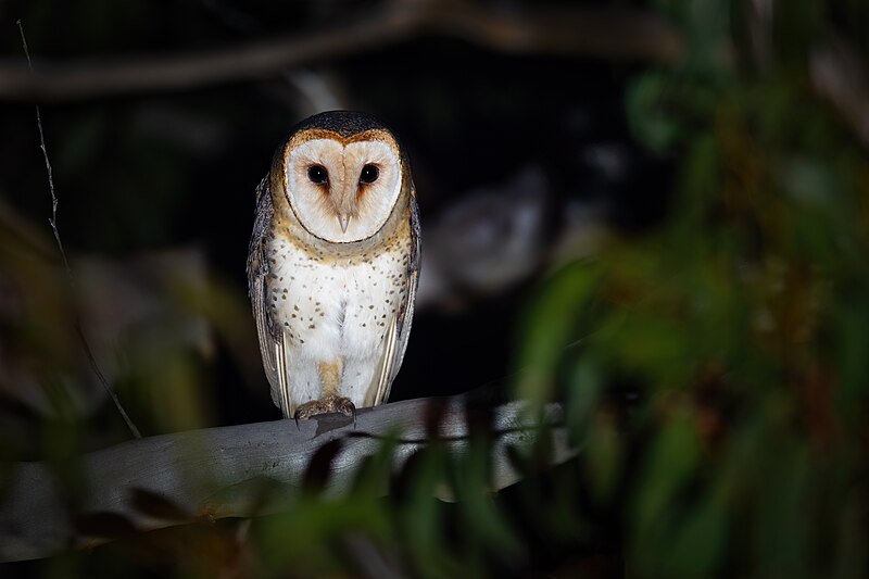 Australian Masked-Owl (Tyto novaehollandiae) photo