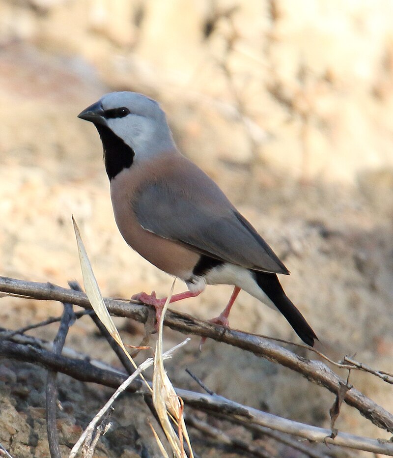 Black-throated Finch (Poephila cincta) photo