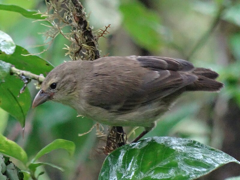 Woodpecker Finch (Camarhynchus pallidus) photo