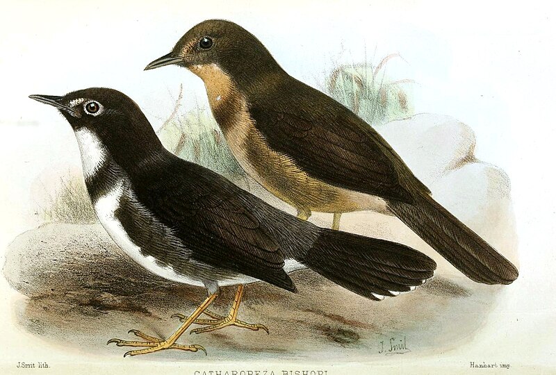 Whistling Warbler (Catharopeza bishopi) photo