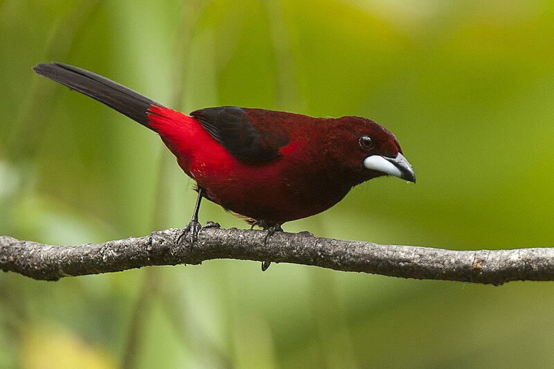 Crimson-backed Tanager (Ramphocelus dimidiatus) photo