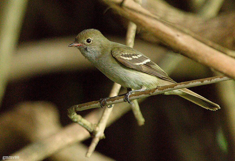 Small-billed Elaenia (Elaenia parvirostris) photo