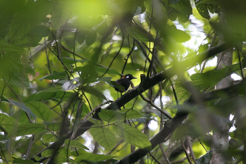 Red-and-black Thrush (Geokichla mendeni) photo
