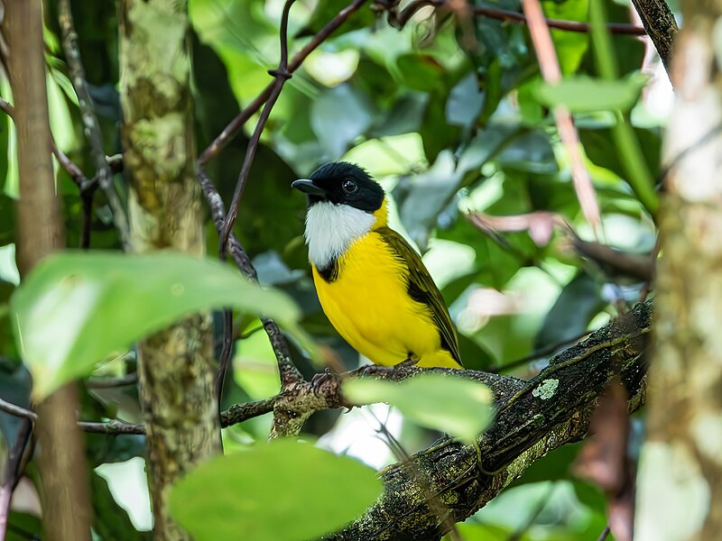 Black-chinned Whistler (Pachycephala mentalis) photo