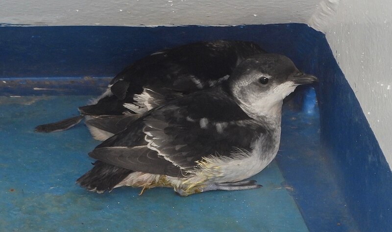 Magellanic Diving-Petrel (Pelecanoides magellani) photo