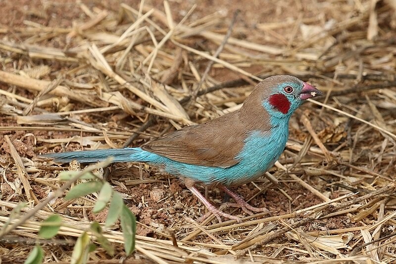 Red-cheeked Cordonbleu (Uraeginthus bengalus) photo