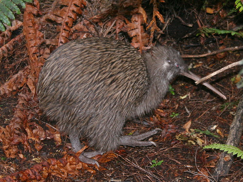 Southern Brown Kiwi (Apteryx australis) photo