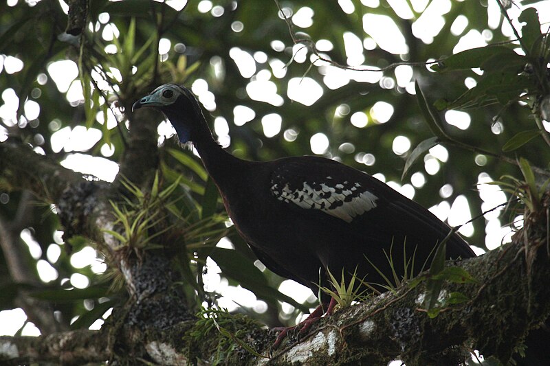 Trinidad Piping-Guan (Pipile pipile) photo