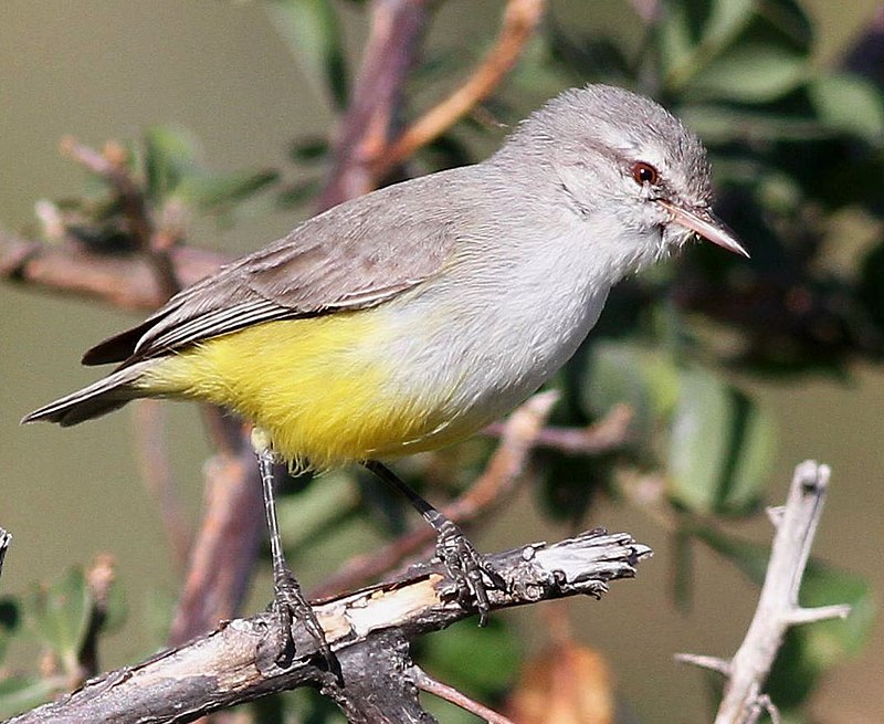 Yellow-bellied Eremomela (Eremomela icteropygialis) photo