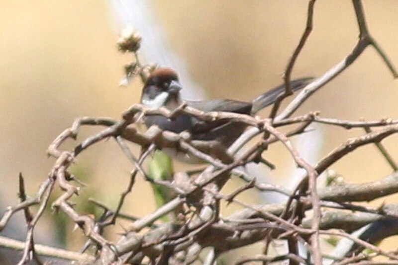 Bay-crowned Brushfinch (Atlapetes seebohmi) photo