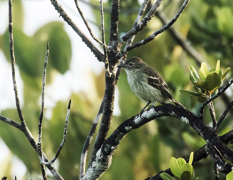 Rufous-crowned Elaenia (Elaenia ruficeps) photo