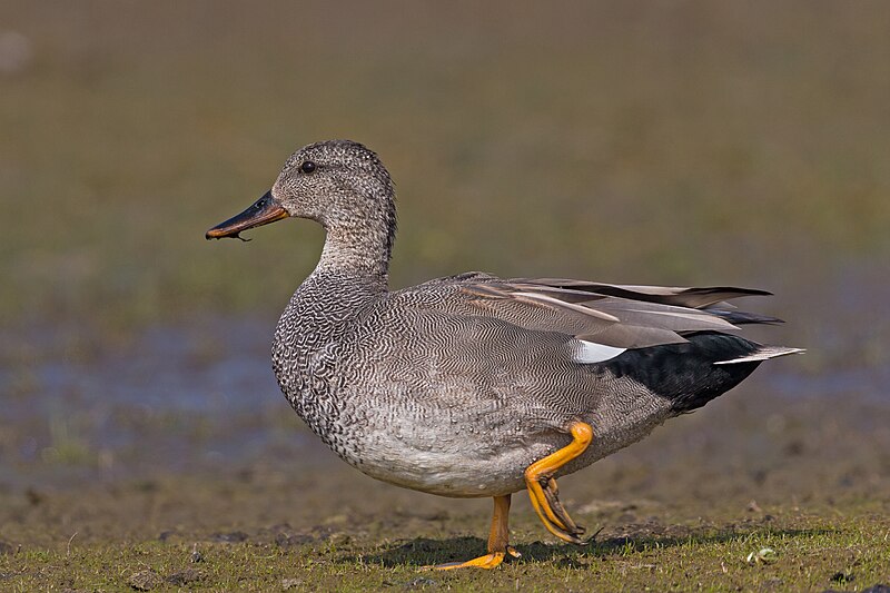 Gadwall (Mareca strepera) photo