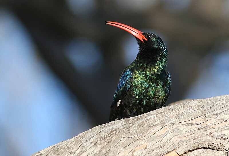 Green Woodhoopoe (Phoeniculus purpureus) photo