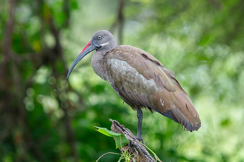 Hadada Ibis (Bostrychia hagedash) photo