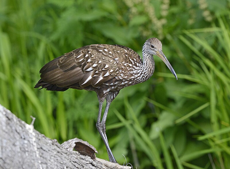 Limpkin (Aramus guarauna) photo