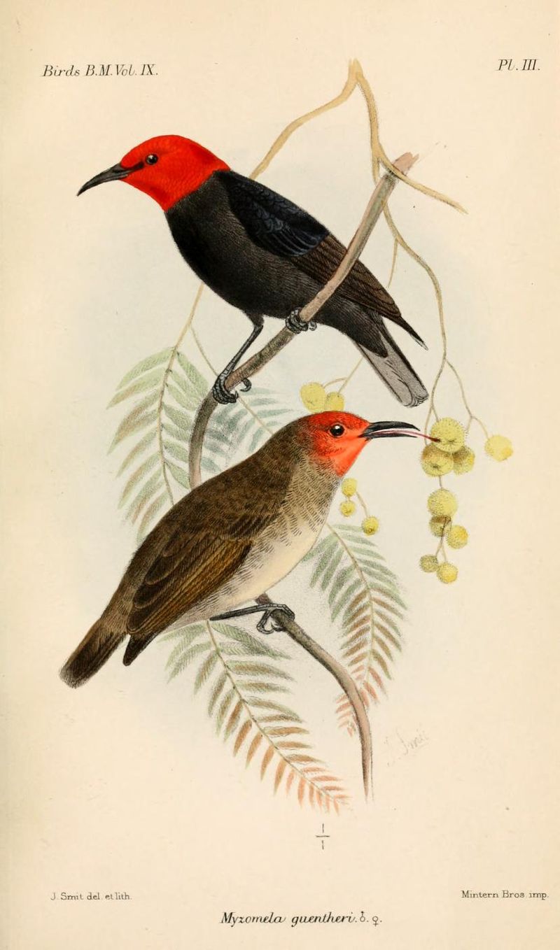 Black-bellied Myzomela (Myzomela erythromelas) photo